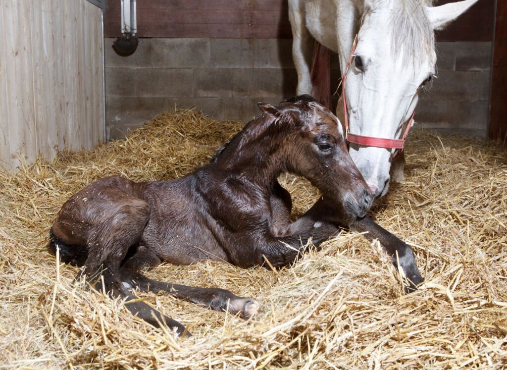 Foal birth in the horse stable