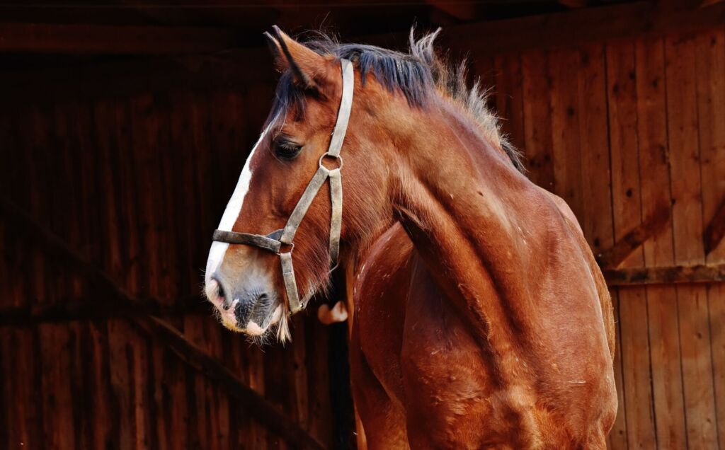 cavallo marrone davanti alla stalla