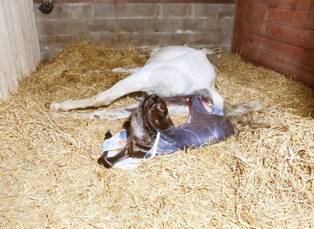 Foal birth