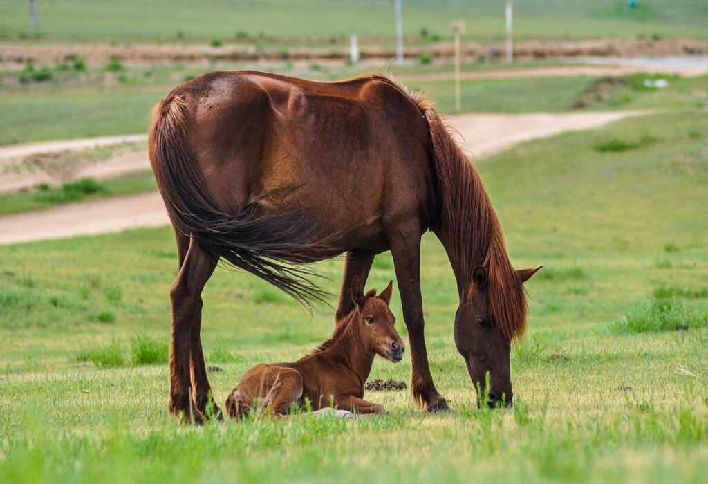 Foaling the foal: help is key | Foaling Alarm