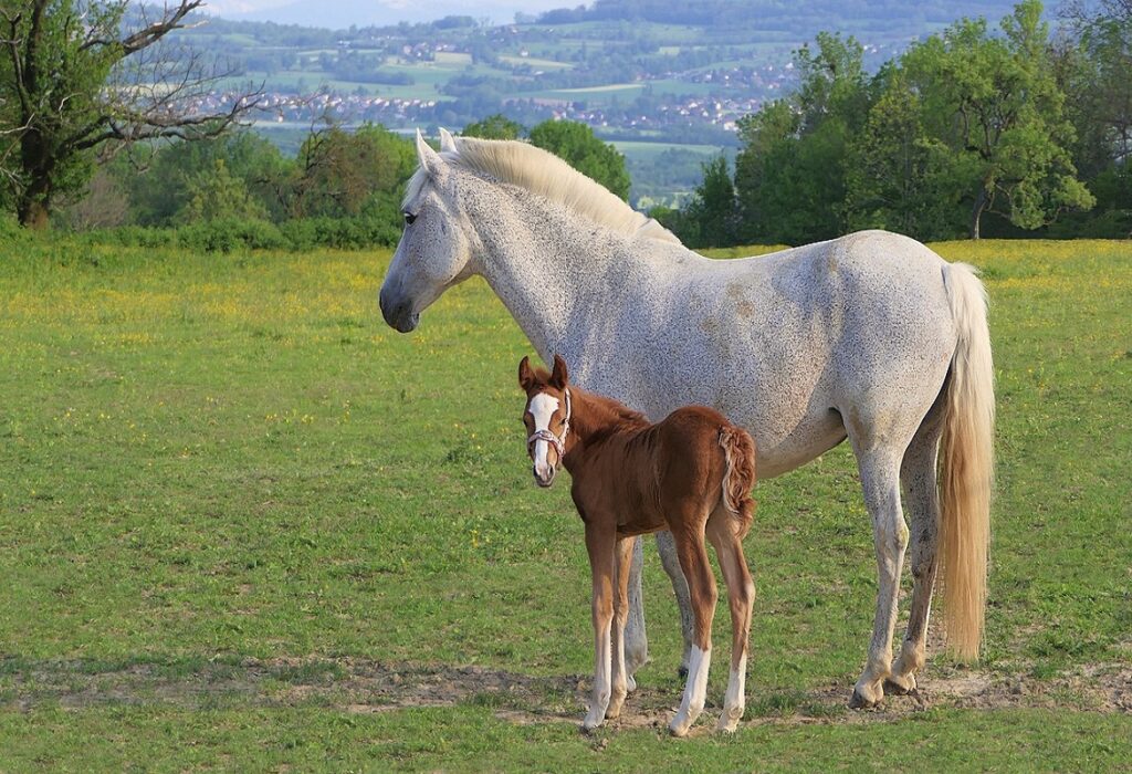 Foal care and feeding | Foaling Alarm