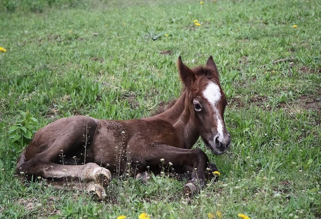 sistemi di segnalazione parto equini