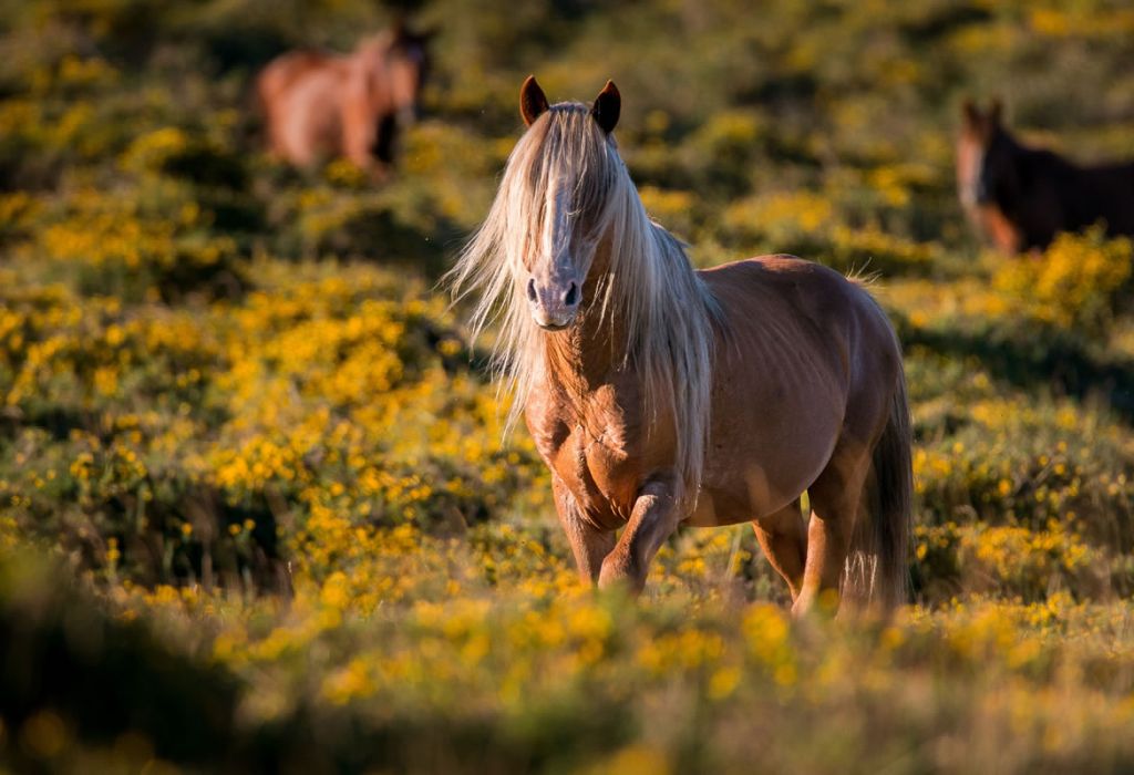 horse breeding - best period for reproduction