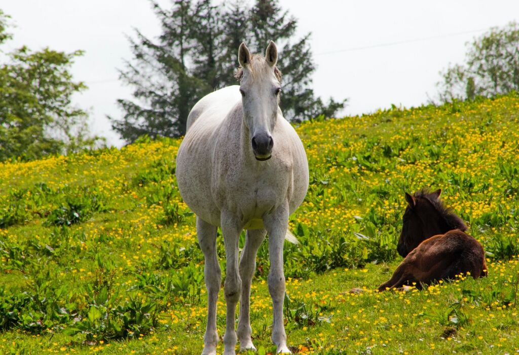 sistemi di segnalazione del parto degli equini